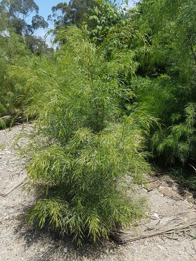 Acacia subporosa, photographed by Vale Jenny Conolly