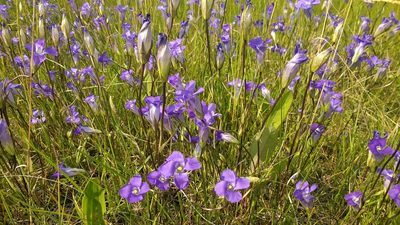 Gentianopsis macounii, photographed by J Straka