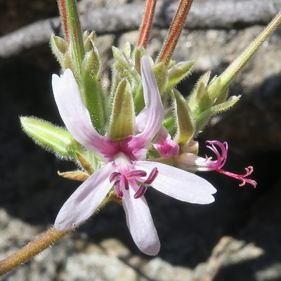 Pelargonium carnosum, photographed by Kevin Murray
