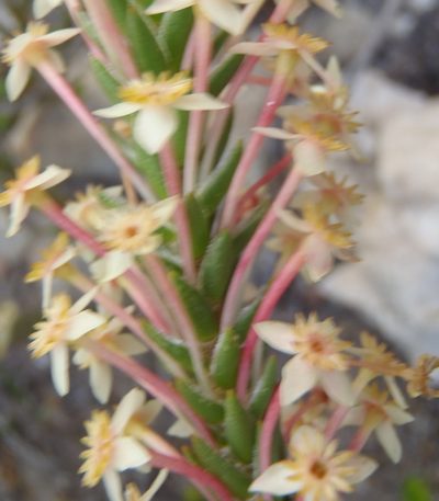 Struthiola rigida, photographed by Nicola van Berkel