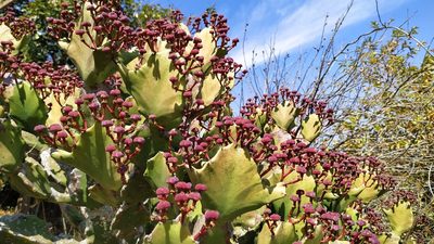 Euphorbia antiquorum, photographed by Firos AK