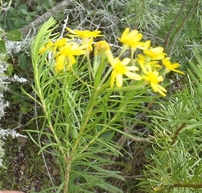 Euryops linearis, photographed by Nicola van Berkel