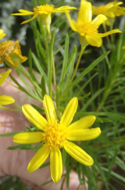 Euryops linearis, photographed by Nicola van Berkel
