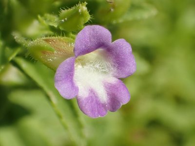 Limnophila chinensis, photographed by 葉子