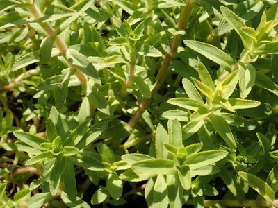 Limnophila chinensis, photographed by 葉子