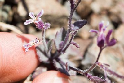 Streptanthus hispidus, photographed by Ken-ichi Ueda