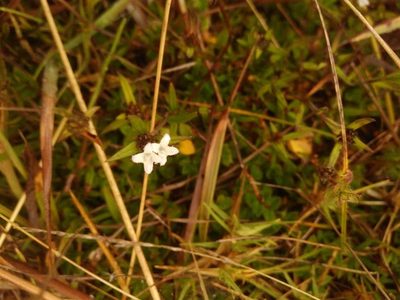Spermacoce chartensis, photographed by Andrés Ramírez-Barrera