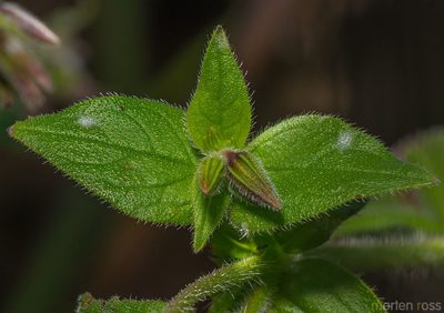 Trichodesma microcalyx, photographed by Morten Ross