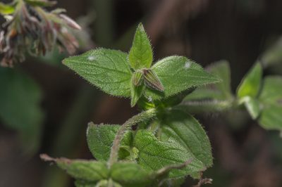 Trichodesma microcalyx, photographed by Morten Ross
