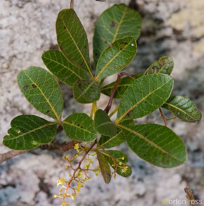 Searsia thyrsiflora, photographed by Morten Ross