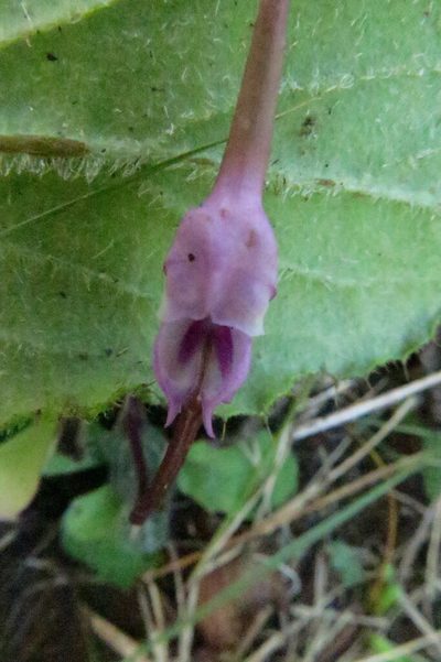 Disperis woodii, photographed by Peter Warren
