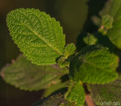 Coelocarpum haggierense, photographed by Morten Ross