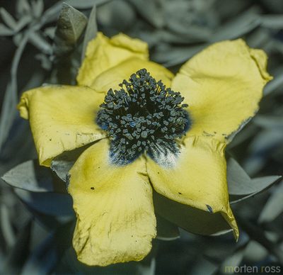 Hypericum balfourii, photographed by Morten Ross