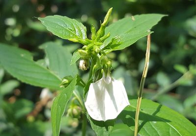 Pombalia communis, photographed by alessandradalia