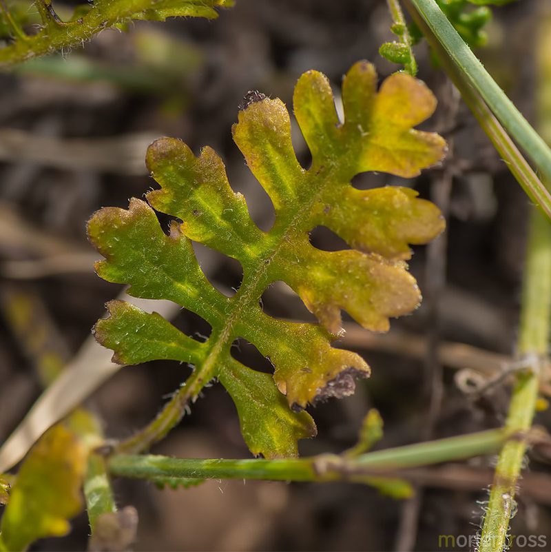 Lavandula nimmoi, photographed by Morten Ross