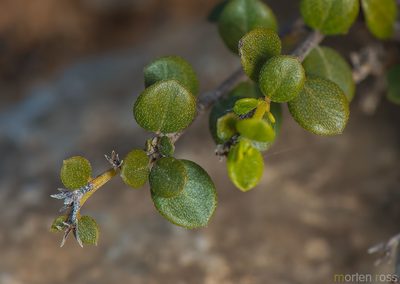 Heliotropium nigricans, photographed by Morten Ross