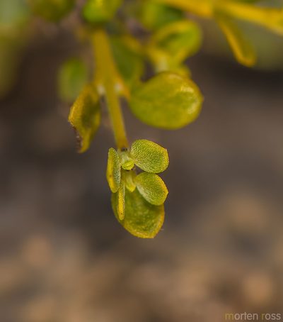 Heliotropium nigricans, photographed by Morten Ross