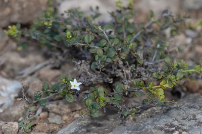 Heliotropium nigricans, photographed by Morten Ross