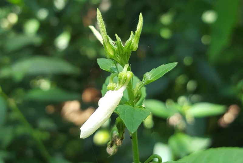 Pombalia communis, photographed by alessandradalia