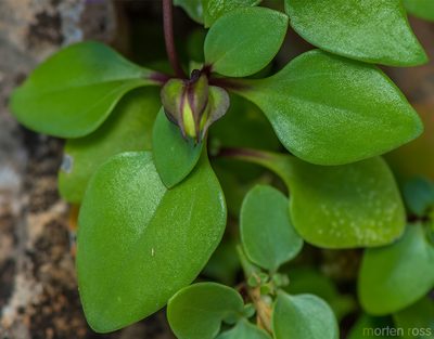 Exacum affine, photographed by Morten Ross
