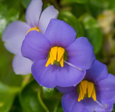 Exacum affine, photographed by Morten Ross