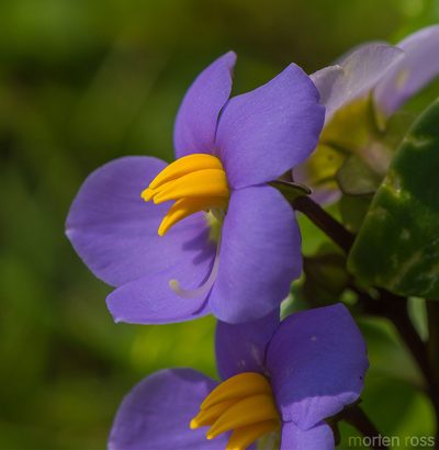 Exacum affine, photographed by Morten Ross