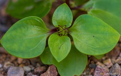 Exacum affine, photographed by Morten Ross