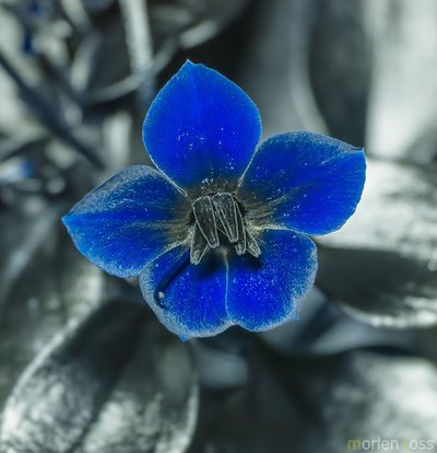 Exacum affine, photographed by Morten Ross