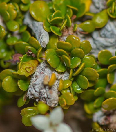 Dirichletia virgata, photographed by Morten Ross