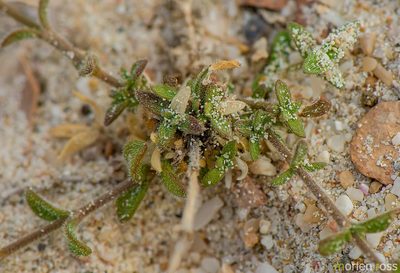 Kohautia socotrana, photographed by Morten Ross