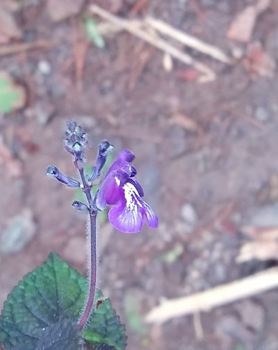 Salvia hamulus, photographed by Alexis López Hernández
