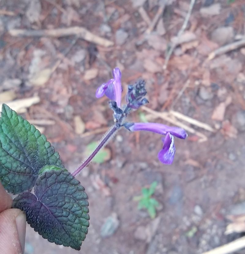 Salvia hamulus, photographed by Alexis López Hernández