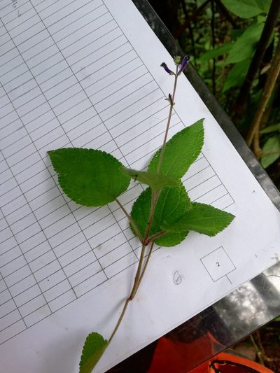 Salvia hamulus, photographed by Alexis López Hernández