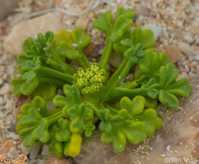 Trachyspermum pimpinelloides, photographed by Morten Ross