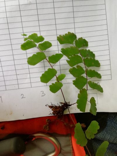 Adiantum amplum, photographed by Alexis López Hernández