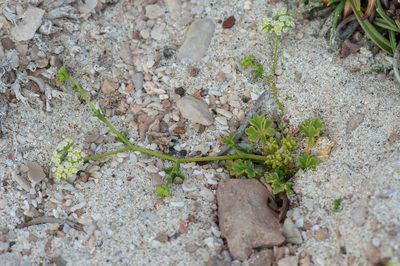 Trachyspermum pimpinelloides, photographed by Morten Ross