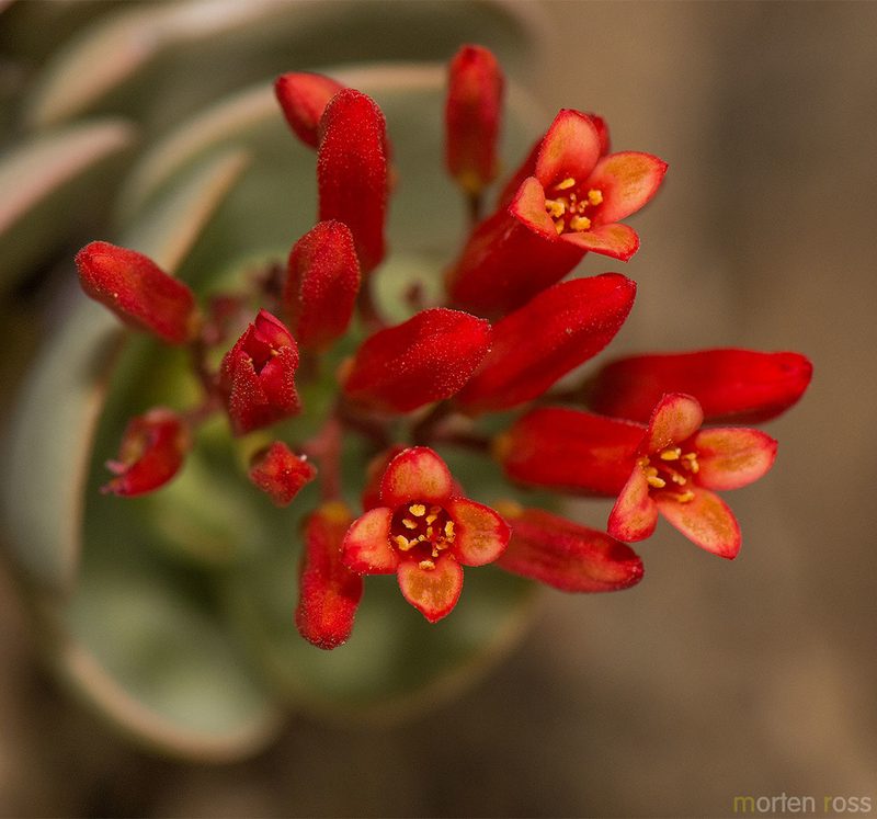 Kalanchoe farinacea, photographed by Morten Ross