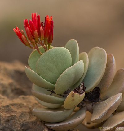 Kalanchoe farinacea, photographed by Morten Ross