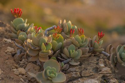 Kalanchoe farinacea, photographed by Morten Ross