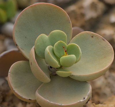 Kalanchoe farinacea, photographed by Morten Ross