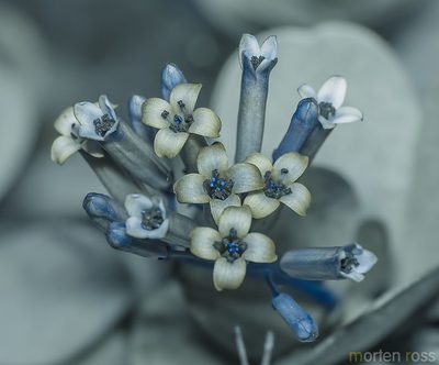 Kalanchoe farinacea, photographed by Morten Ross
