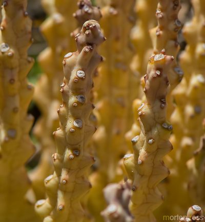 Monolluma socotrana, photographed by Morten Ross