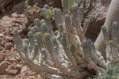 Euphorbia spiralis, photographed by Morten Ross