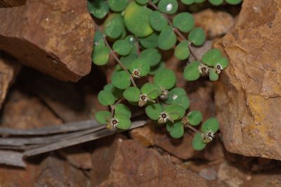 Euphorbia kischenensis, photographed by Morten Ross