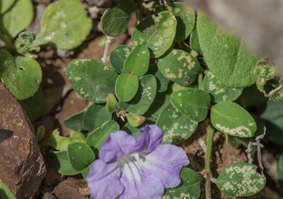 Ruellia insignis, photographed by Morten Ross