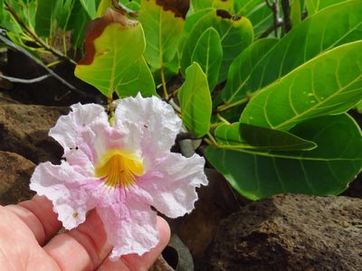 Tabebuia pallida, photographed by Annika Lindqvist