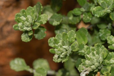 Teucrium socotranum, photographed by Morten Ross