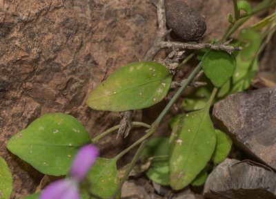 Dicliptera effusa, photographed by Morten Ross