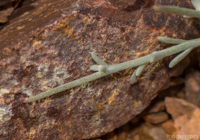 Campylanthus spinosus, photographed by Morten Ross