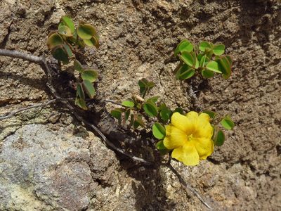 Oxalis frutescens, photographed by Annika Lindqvist
